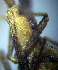 Coriomeris scabricornis