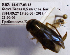 Corixa dentipes