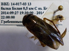 Corixa dentipes