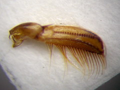 Corixa dentipes