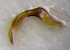 Corixa dentipes