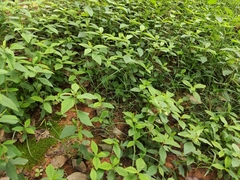 Achyranthes bidentata