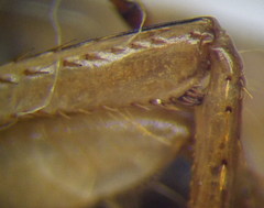 Corixa dentipes