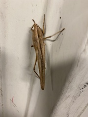 Neoconocephalus triops