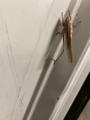 Neoconocephalus triops