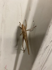 Neoconocephalus triops