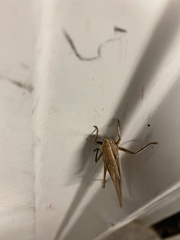 Neoconocephalus triops