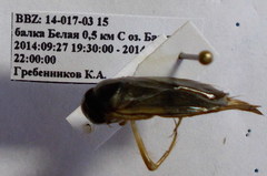 Corixa dentipes