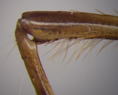 Corixa dentipes