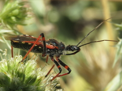 Rhynocoris cuspidatus