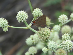 Electrostrymon guzanta
