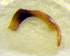 Corixa dentipes