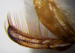 Corixa dentipes