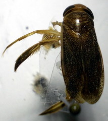 Corixa punctata