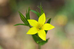 Centaurium maritimum