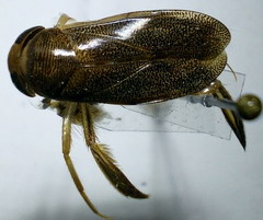 Corixa punctata