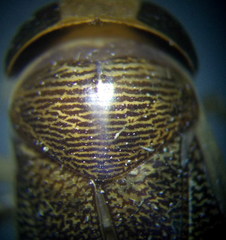 Corixa punctata