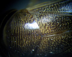 Corixa punctata