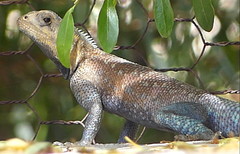 Agama bibronii