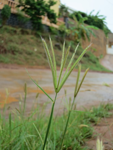 Prieur's umbrellagrass (Enteropogon prieurii)