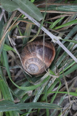 Helix melanostoma