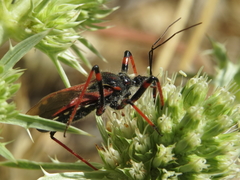 Rhynocoris cuspidatus