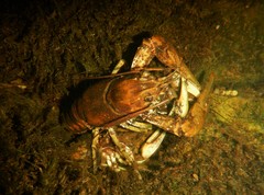 Faxonius rusticus × propinquus