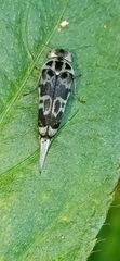 Stenoglipa