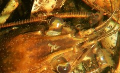 Branchiobdellidae