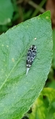 Stenoglipa