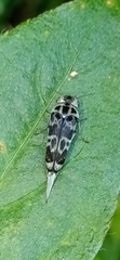 Stenoglipa