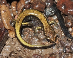 Plethodon dunni