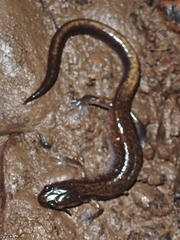 Plethodon dunni