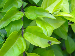 Naubolus