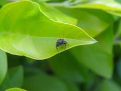 Naubolus