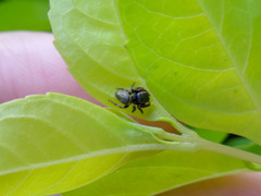 Naubolus