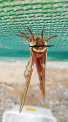 Melanocera menippe