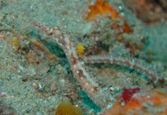 Corythoichthys flavofasciatus