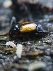 Tachinus subterraneus