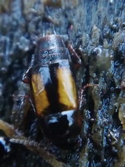 Tachinus subterraneus