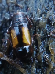 Tachinus subterraneus