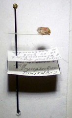 Crypsinus angustatus