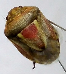 Crypsinus angustatus