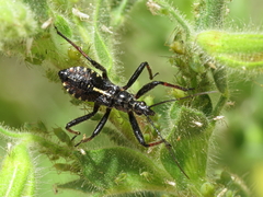Rhynocoris cuspidatus