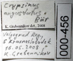 Crypsinus angustatus