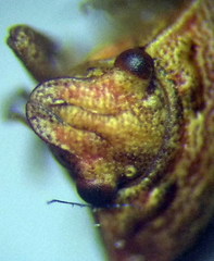 Crypsinus angustatus