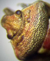 Crypsinus angustatus