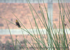 Chrysomus icterocephalus bogotensis