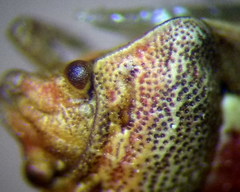 Crypsinus angustatus