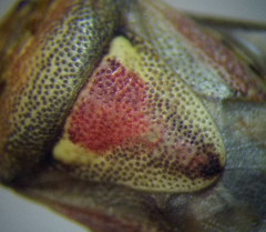 Crypsinus angustatus